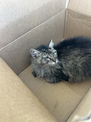 Shelter Stray Female Cat last seen Near Wellesley Ave, West District, TX, 355 Hillshire Dr, Haslet, TX 76052, USA