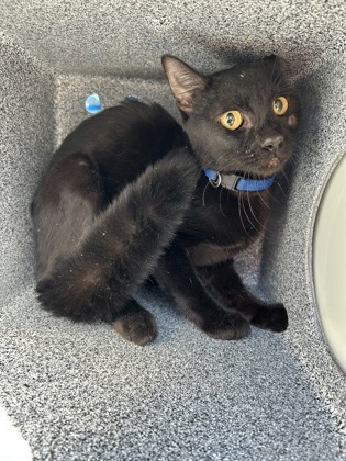 Shelter Stray Unknown Cat last seen Near Salem Cir Apt 403, West District, TX, 355 Hillshire Dr, Haslet, TX 76052, USA