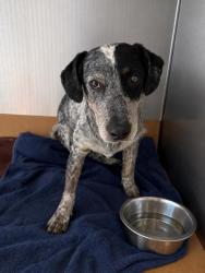 Shelter Stray Male Dog last seen , Harrison County, MS, 2615 25th Ave, Gulfport, MS 39501, USA