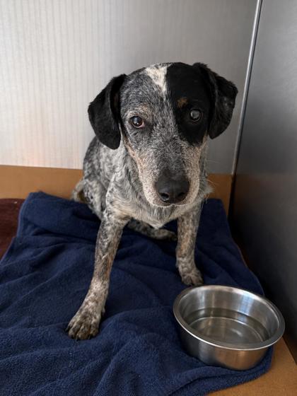 Shelter Stray Male Dog last seen , Harrison County, MS, 2615 25th Ave, Gulfport, MS 39501, USA