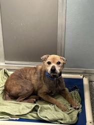 Shelter Stray Male Dog last seen Near WATSON, 70791, LA, 2550 Gourrier Ave, Baton Rouge, LA 70820, USA