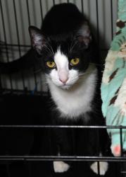 Shelter Stray Male Cat last seen Prairieville, East Baton Rouge Parish, LA, 11130 N Harrells Ferry Rd, Baton Rouge, LA 70816, USA