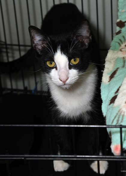 Shelter Stray Male Cat last seen Prairieville, East Baton Rouge Parish, LA, 11130 N Harrells Ferry Rd, Baton Rouge, LA 70816, USA