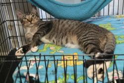 Shelter Stray Male Cat last seen Prairieville, East Baton Rouge Parish, LA, 11130 N Harrells Ferry Rd, Baton Rouge, LA 70816, USA