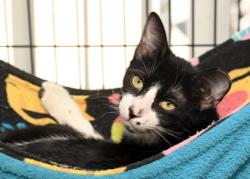 Shelter Stray Female Cat last seen Prairieville, East Baton Rouge Parish, LA, 11130 N Harrells Ferry Rd, Baton Rouge, LA 70816, USA
