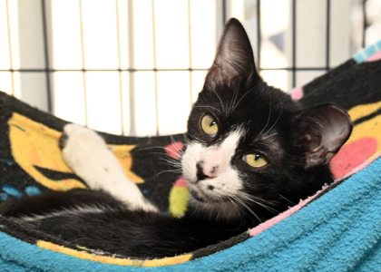 Shelter Stray Female Cat last seen Prairieville, East Baton Rouge Parish, LA, 11130 N Harrells Ferry Rd, Baton Rouge, LA 70816, USA