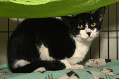 Shelter Stray Male Cat last seen Prairieville, East Baton Rouge Parish, LA, 11130 N Harrells Ferry Rd, Baton Rouge, LA 70816, USA