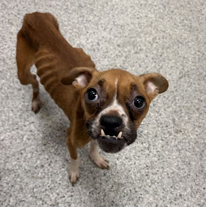Shelter Stray Female Dog last seen E 73rd and Brooklyn Ave, KCMO, 64132, 64132, MO, 7077 Elmwood Ave, Kansas City, MO 64132, USA