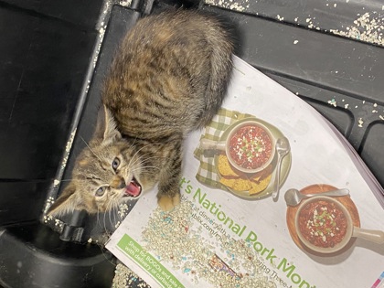 Shelter Stray Female Cat last seen Near meadows road boca raton fl, Ft. Lauderdale, FL, 6230 77th St, Vero Beach, FL 32967, USA