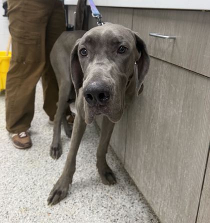 Shelter Stray Male Dog last seen Near Wheeling, 64134, MO, 7077 Elmwood Ave, Kansas City, MO 64132, USA