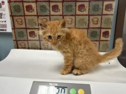 Shelter Stray Male Cat last seen Near N. Nissen Rd, 43445, OH, 827 Illinois Ave, Maumee, OH 43537, USA