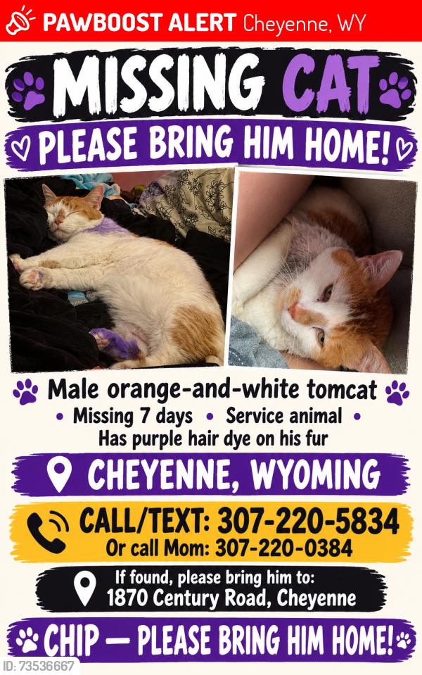 Lost Male Cat last seen Barns, trailers, Cheyenne, WY 82009