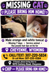 Lost Male Cat last seen Barns, trailers, Cheyenne, WY 82009