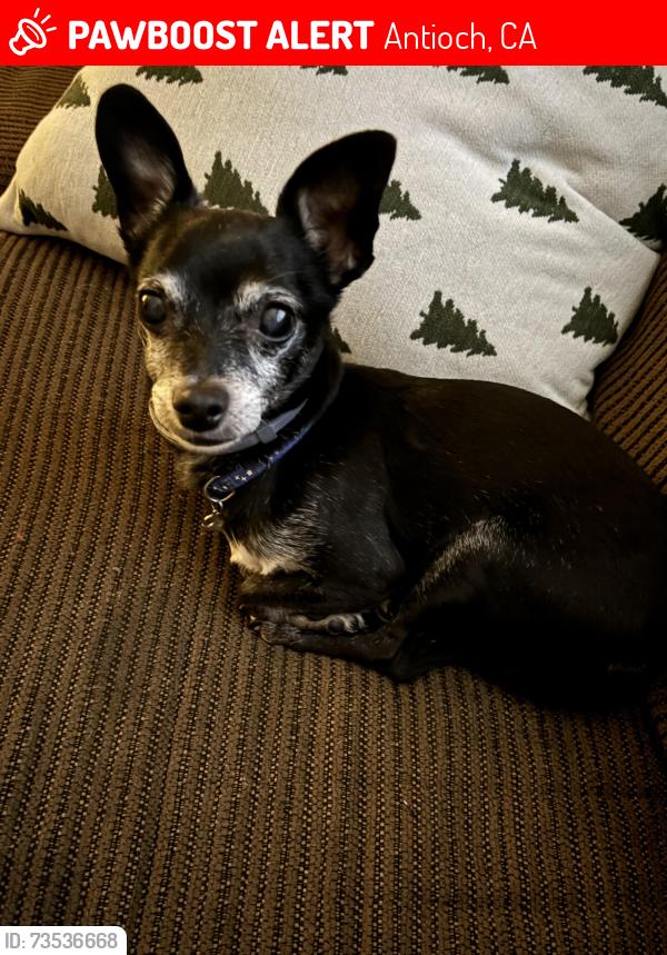 Lost Male Dog last seen hillcrest ave, Antioch, CA 94531