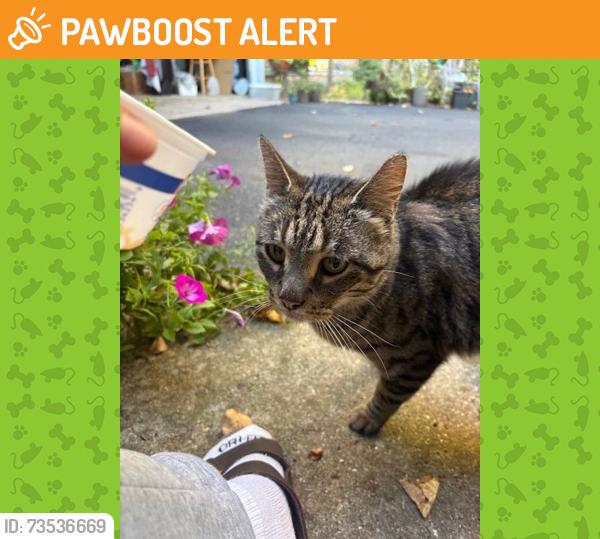 Found/Stray Unknown Cat last seen Secor/Cove Drive, Long Lake Township, MI 49685