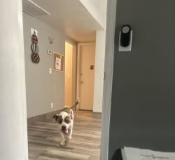 Found/Stray Male Dog last seen Mesa Dr and southern, specifically on sirrine, Mesa, AZ 85210