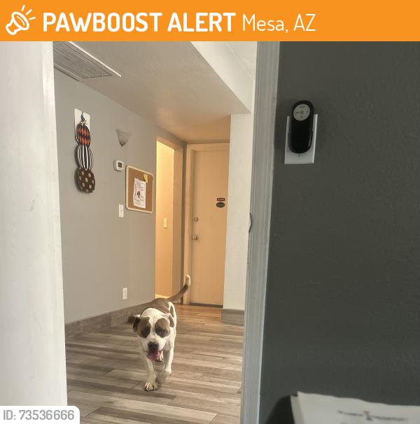 Found/Stray Male Dog last seen Mesa Dr and southern, specifically on sirrine, Mesa, AZ 85210