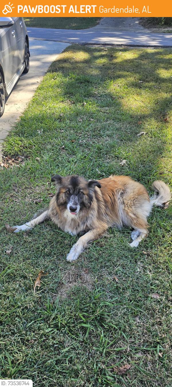 Found/Stray Female Dog last seen Hill.Park Drive Gardendale al, Gardendale, AL 35071