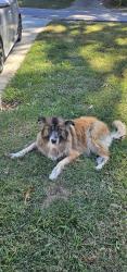 Found/Stray Female Dog last seen Hill.Park Drive Gardendale al, Gardendale, AL 35071