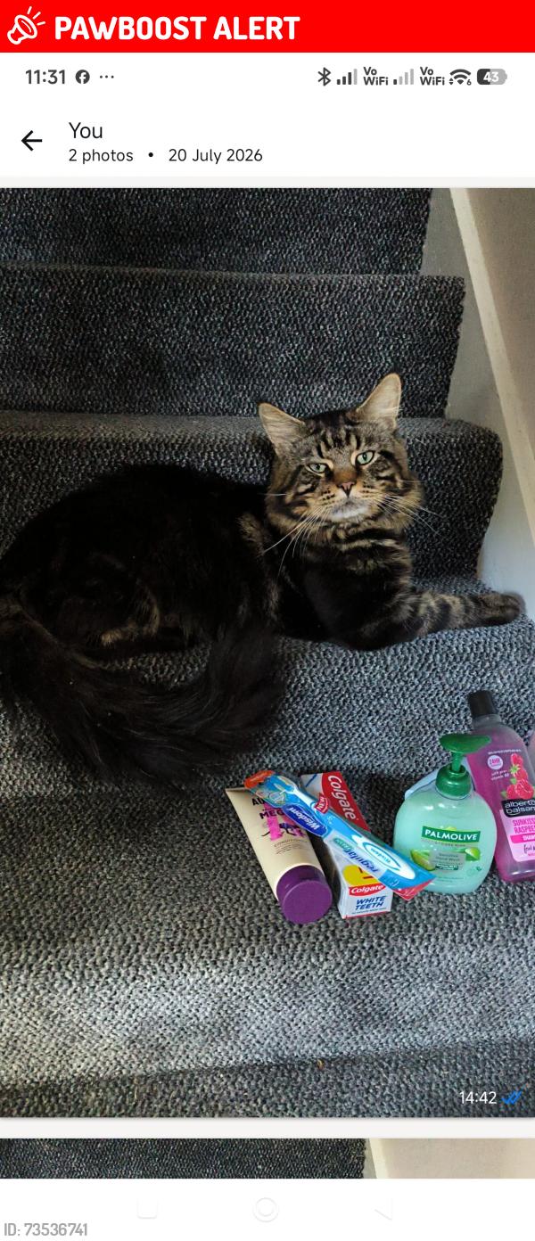 Lost Male Cat last seen Butts Meadow Wisborough Green, Wisborough Green, England 