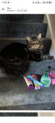Lost Male Cat last seen Butts Meadow Wisborough Green, Wisborough Green, England 