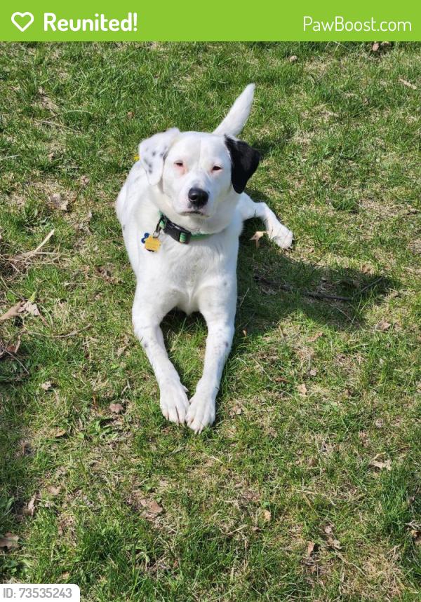 Reunited Female Dog last seen Near Pembroke Rd, Birmingham, MI 48009, Birmingham, MI 48009