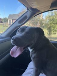 Found/Stray Female Dog last seen Ovilla and Mason, Waxahachie, TX 75167