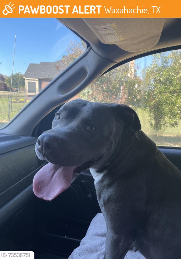 Found/Stray Female Dog last seen Ovilla and Mason, Waxahachie, TX 75167