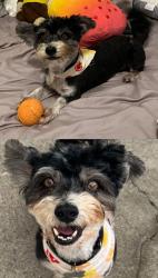 Lost Male Dog last seen Mulberry and Whittier, Whittier, CA 90602