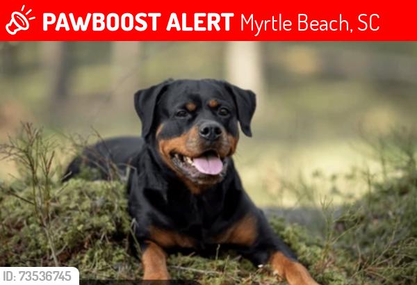 Lost Male Dog last seen Carolina Forest, Myrtle Beach, SC 29579