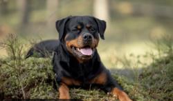 Lost Male Dog last seen Carolina Forest, Myrtle Beach, SC 29579
