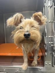 Shelter Stray Female Dog last seen Near Dusty Ridge Drive, YOUNGSVILLE, LA, 70592, 410 Dugas Rd, Lafayette, LA 70507, USA
