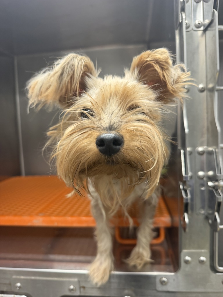 Shelter Stray Female Dog last seen Near Dusty Ridge Drive, YOUNGSVILLE, LA, 70592, 410 Dugas Rd, Lafayette, LA 70507, USA