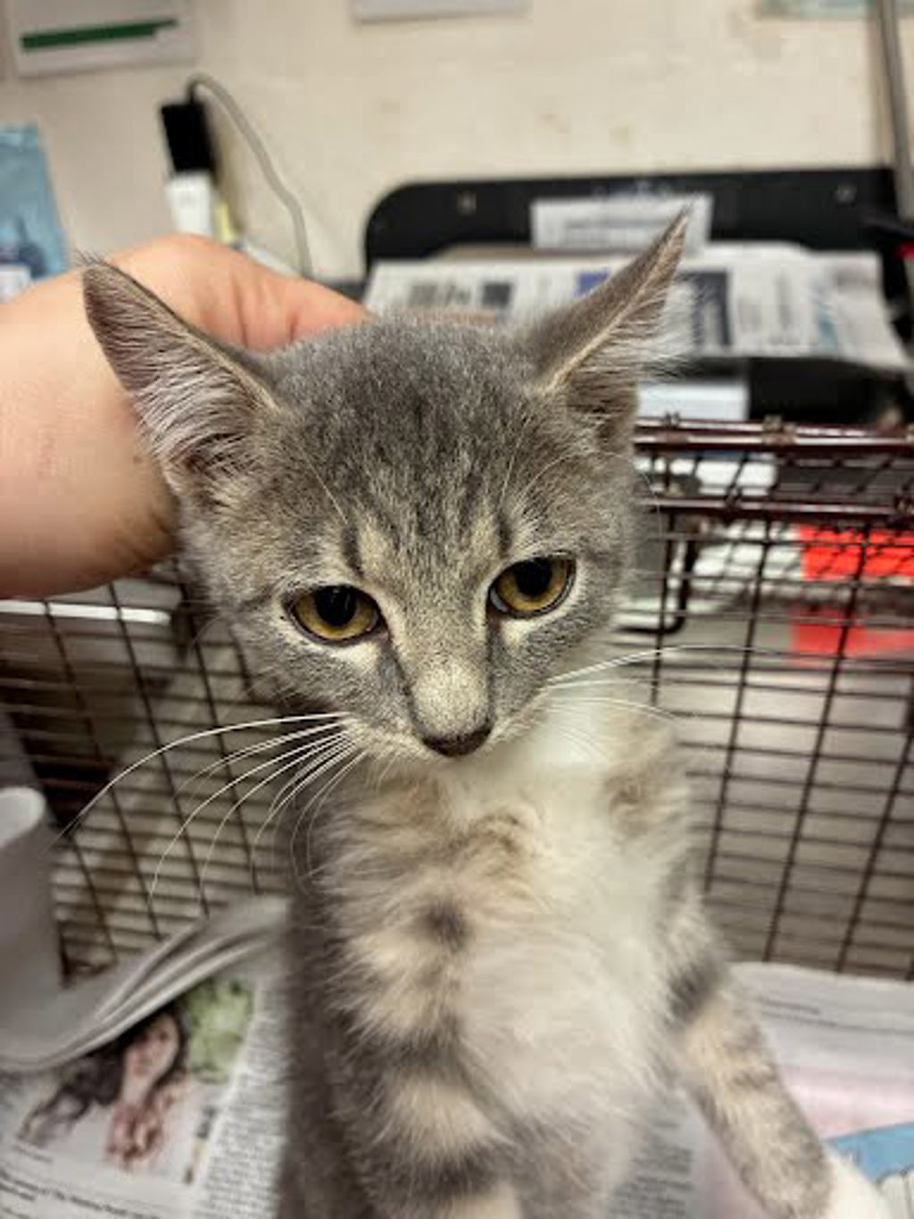 Shelter Stray Male Cat last seen Near Staggerbrush Road, AUSTIN, TX, 78749, 7201 Levander Loop bldg a, Austin, TX 78702, USA