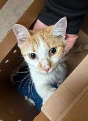 Shelter Stray Male Cat last seen Near Springdale Road, AUSTIN, TX, 78702, 7201 Levander Loop bldg a, Austin, TX 78702, USA