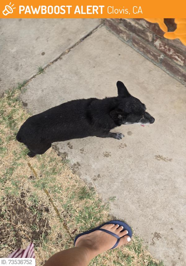 Found/Stray Unknown Dog last seen Near w. Fairmont ave, Clovis, CA 93612