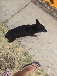 Found/Stray Unknown Dog last seen Near w. Fairmont ave, Clovis, CA 93612
