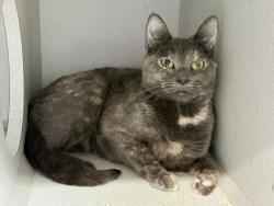 Shelter Stray Female Cat last seen Near E 135 Street, BRONX, NY, 10454, 326 E 110th St, New York, NY 10029, USA