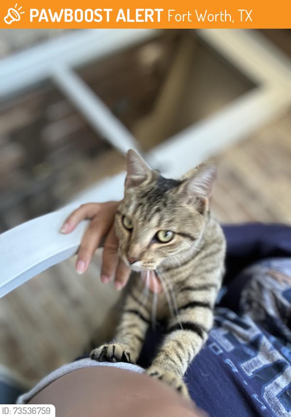 Found/Stray Female Cat last seen Beckwood dr, Fort Worth, TX 76112