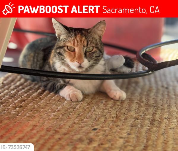 Lost Female Cat last seen Wissemann street, Folsom Blvd, Sacramento, CA 95826