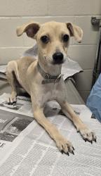Shelter Stray Female Dog last seen Near Bostonia Avenue, El Cajon, CA, 92020, El Cajon, CA 92020, USA