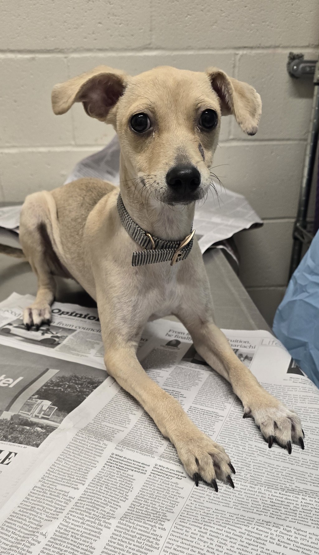 Shelter Stray Female Dog last seen Near Bostonia Avenue, El Cajon, CA, 92020, El Cajon, CA 92020, USA