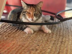 Lost Female Cat last seen Wissemann street, Folsom Blvd, Sacramento, CA 95826