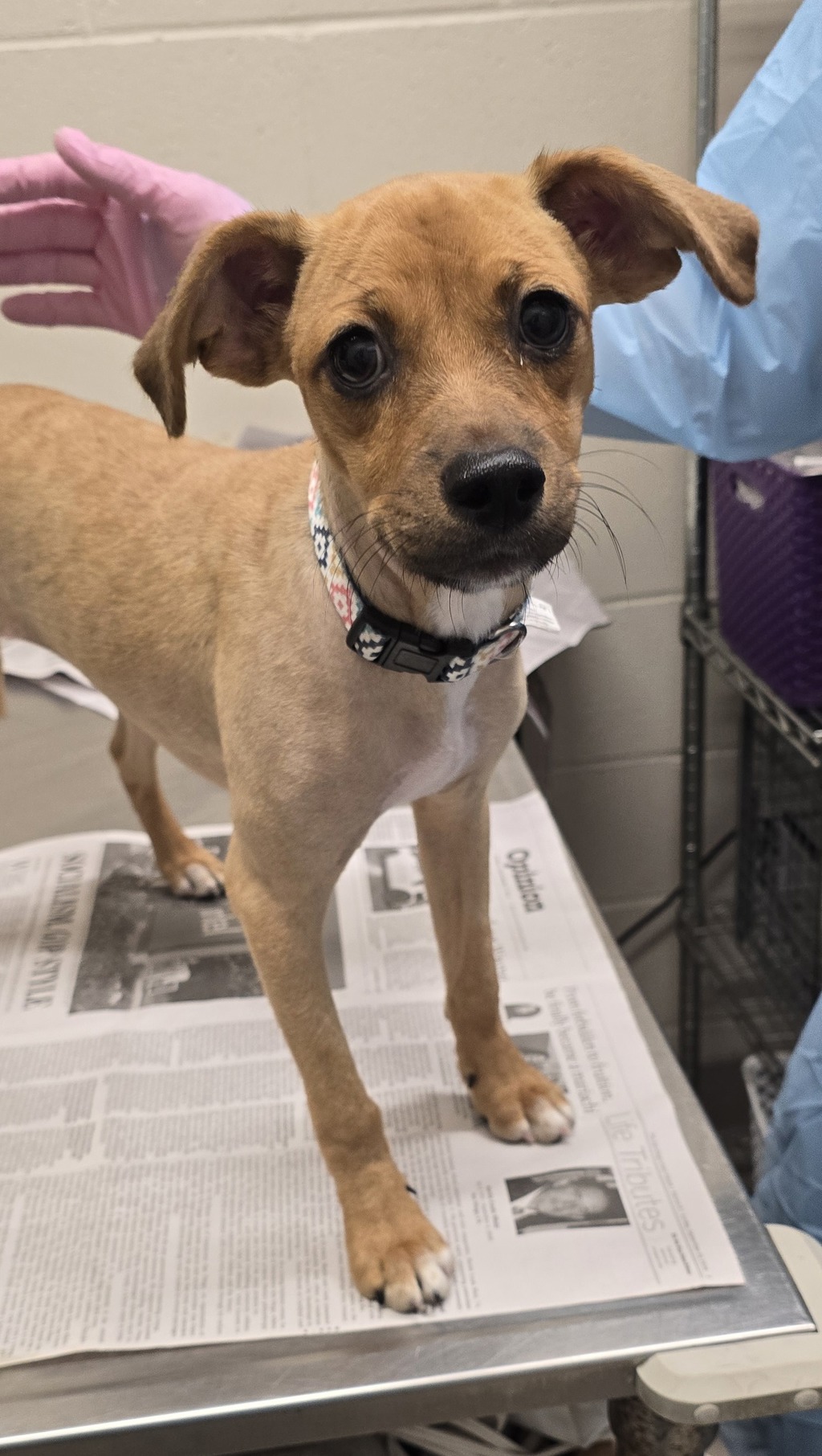 Shelter Stray Female Dog last seen Near Bostonia Avenue, El Cajon, CA, 92020, El Cajon, CA 92020, USA