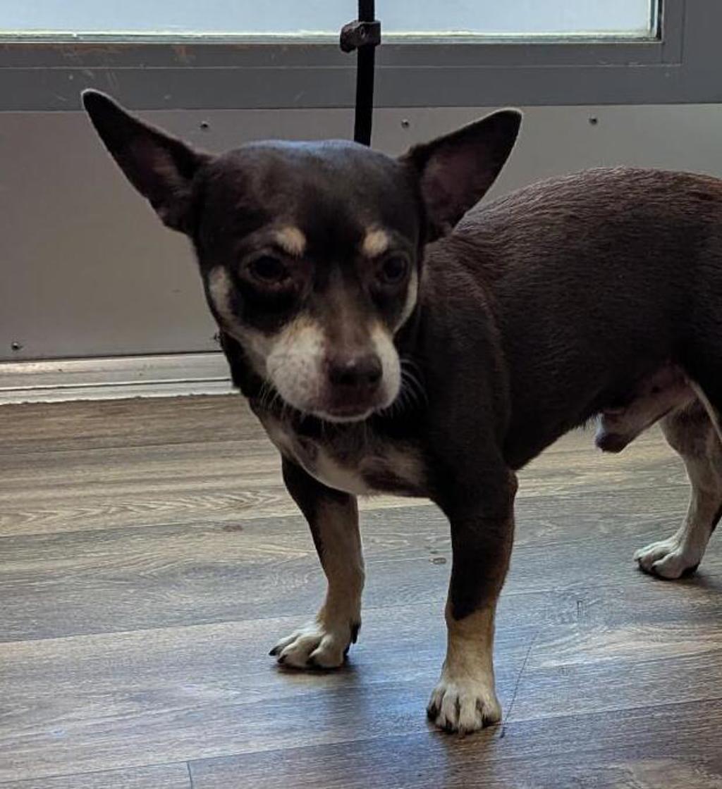 Shelter Stray Male Dog last seen Near Park Boulevard, San Diego, CA, 92101, 5500 Gaines St, San Diego, CA 92110, USA