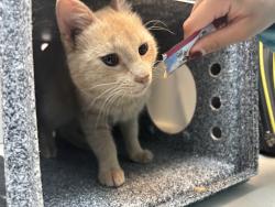 Shelter Stray Male Cat last seen E 179th & Vyse avenue, BRONX, NY, 10460, 326 E 110th St, New York, NY 10029, USA