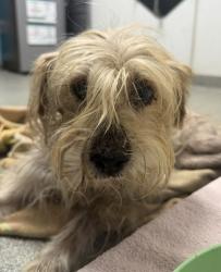 Shelter Stray Male Dog last seen Gamble Lane, Escondido, CA, 92029, Escondido, CA 92027, USA
