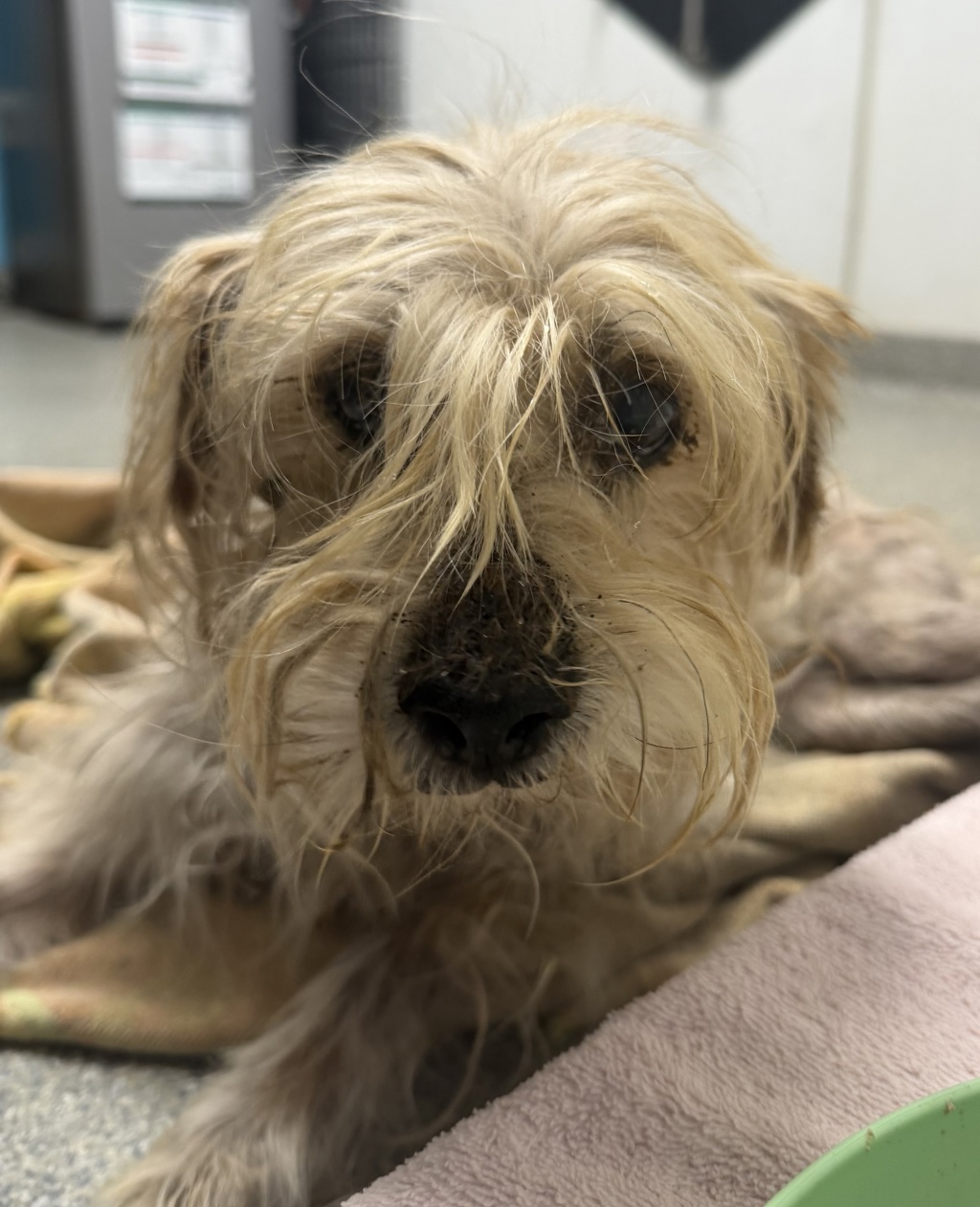 Shelter Stray Male Dog last seen Gamble Lane, Escondido, CA, 92029, Escondido, CA 92027, USA