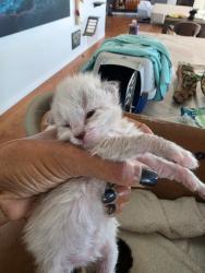 Shelter Stray Female Cat last seen Near Siembre Street, Bonita, CA, 91902, 5500 Gaines St, San Diego, CA 92110, USA