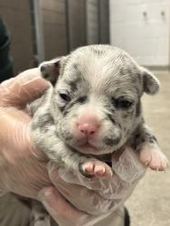 Shelter Stray Female Dog last seen Near W 300 N, SALT LAKE CITY, UT, 84102, 511 W 3900 S, Salt Lake City, UT 84123, USA
